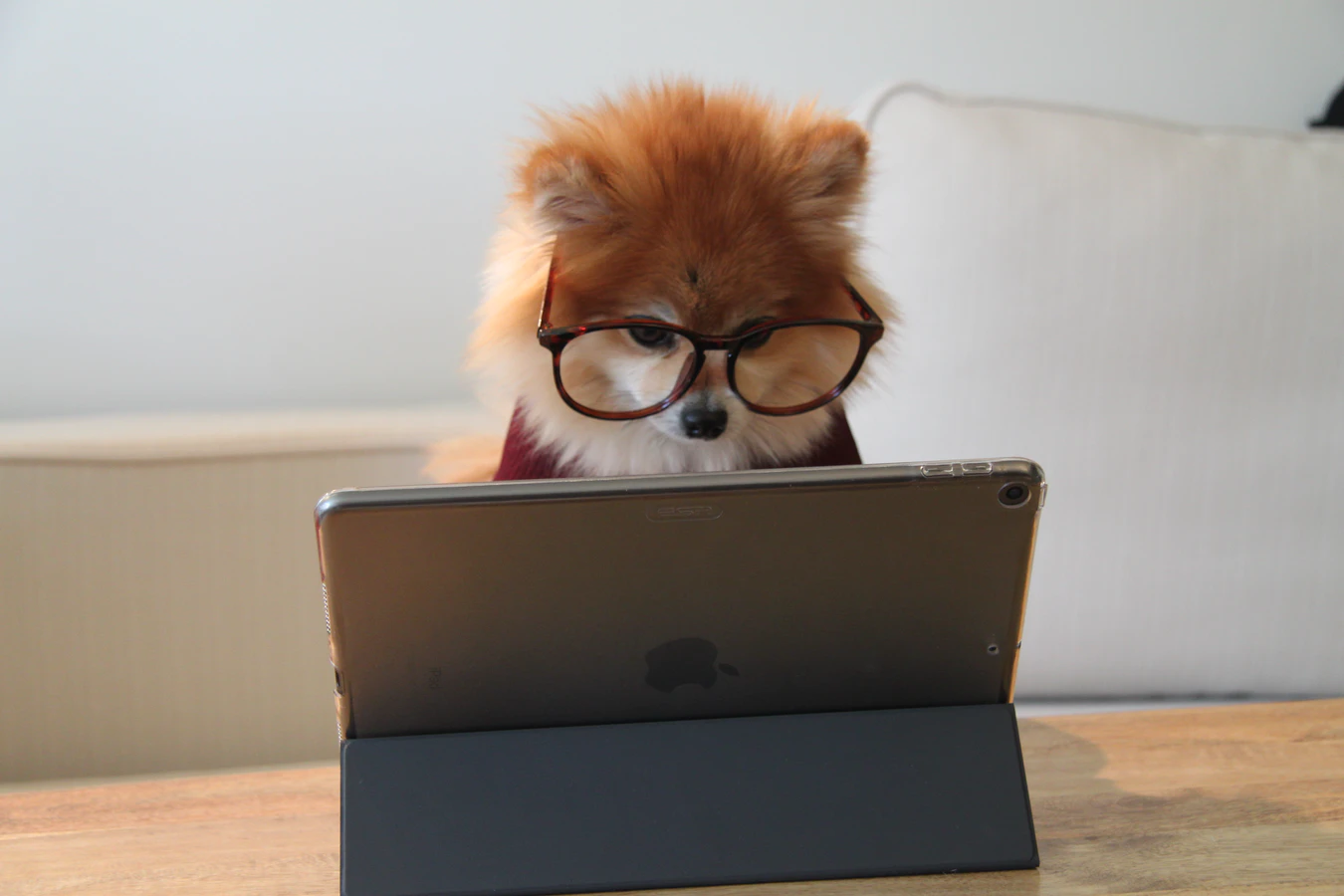 Dog With Glasses In Front Of Laptop